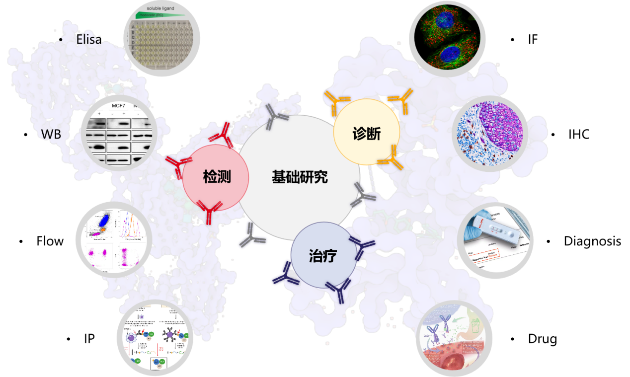 Introduction to antibody structure subtype