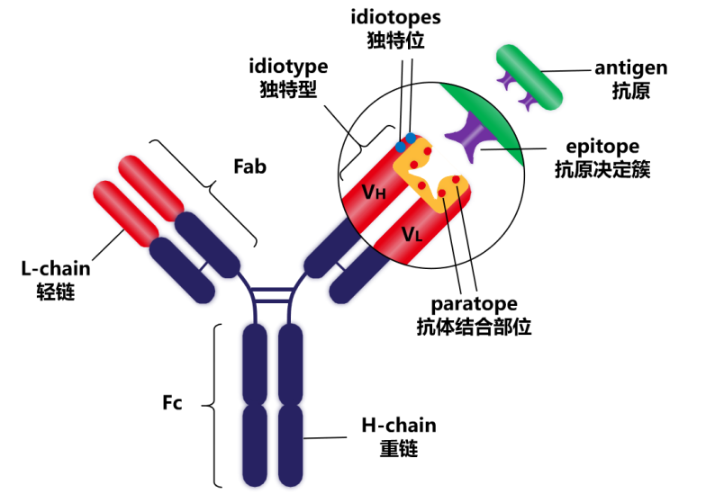Introduction to antibody structure subtype