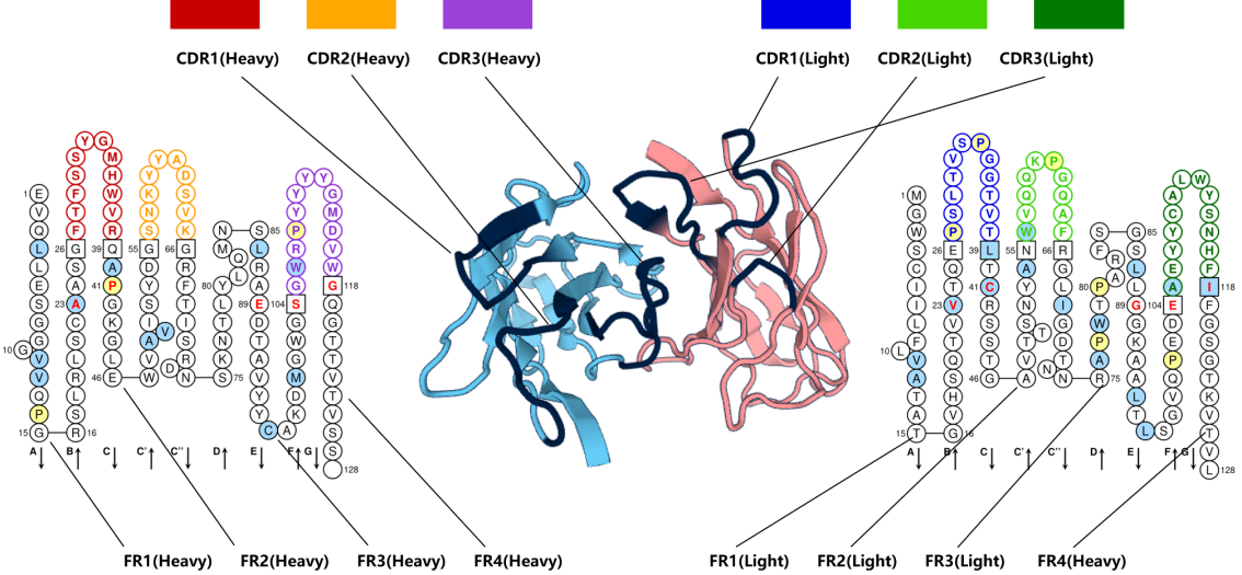 Introduction to antibody structure subtype