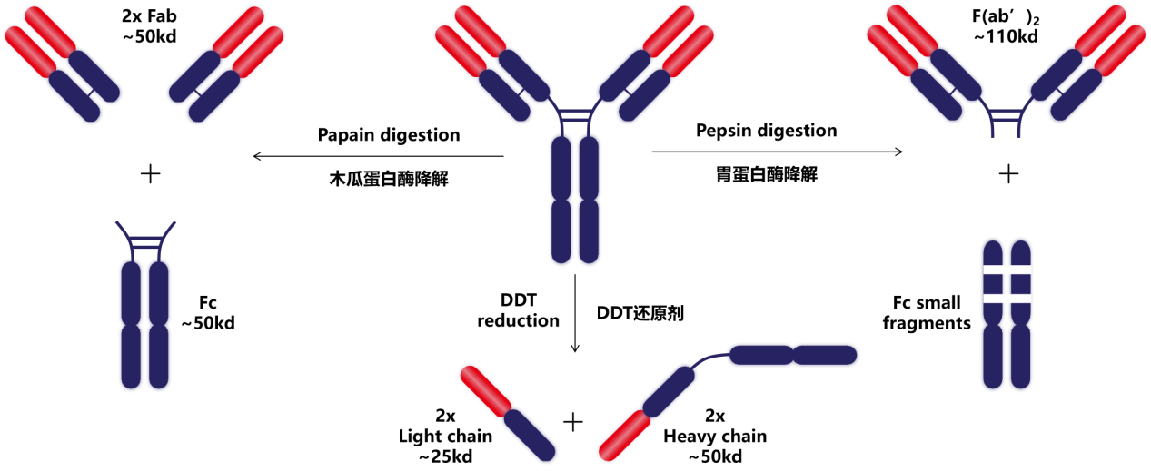 Introduction to antibody structure subtype