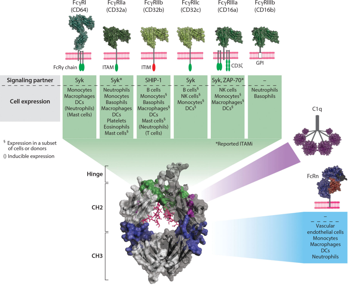 Introduction to antibody structure subtype