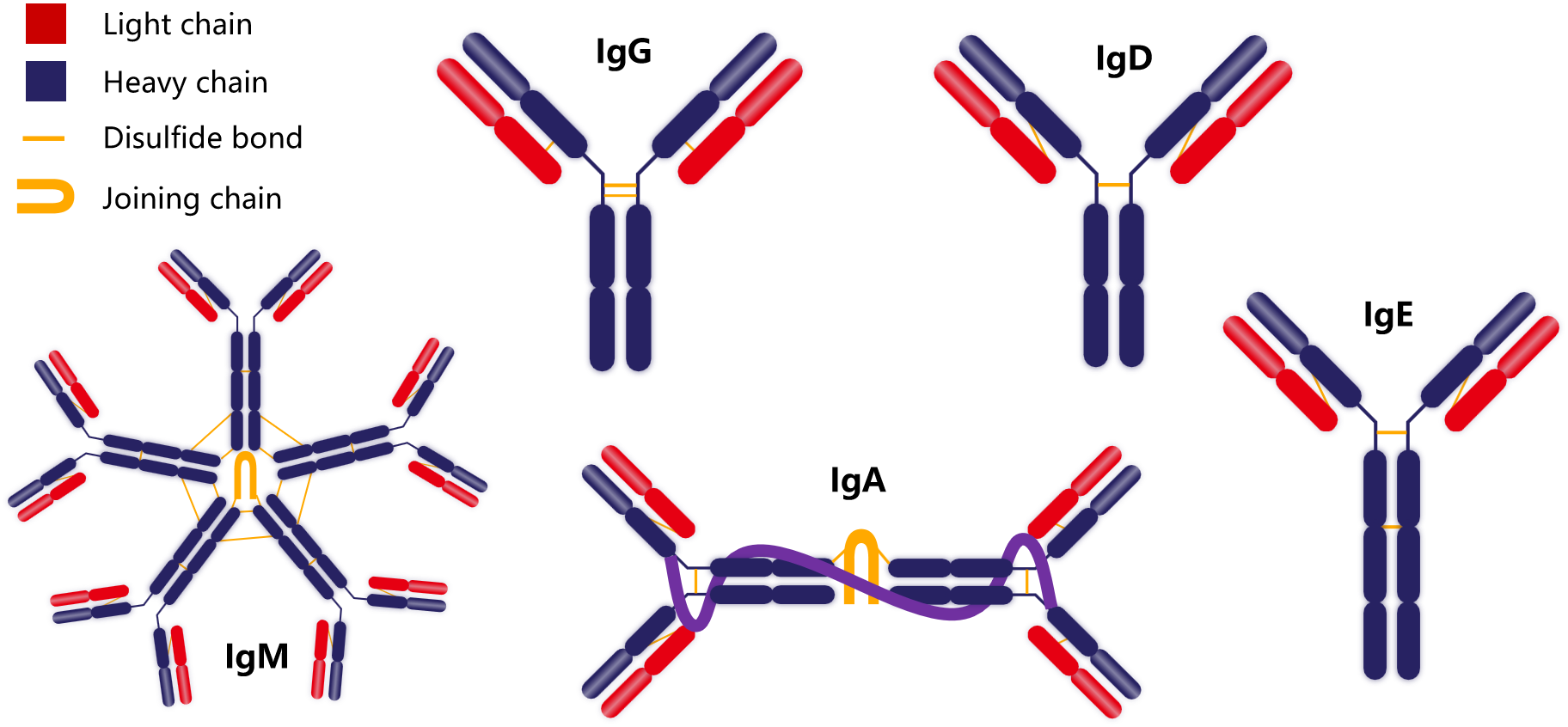 Introduction to antibody structure subtype