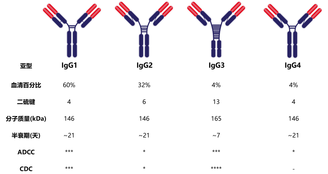 Introduction to antibody structure subtype