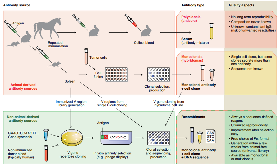 Introduction to antibody structure subtype