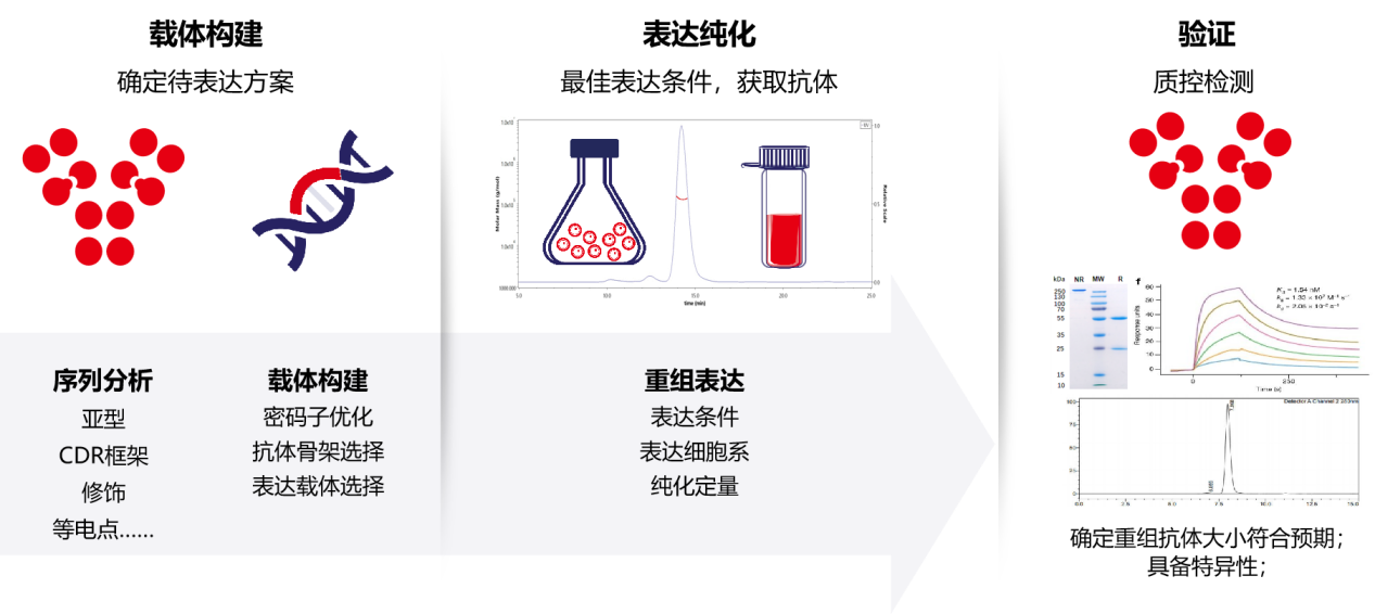 Introduction to antibody structure subtype