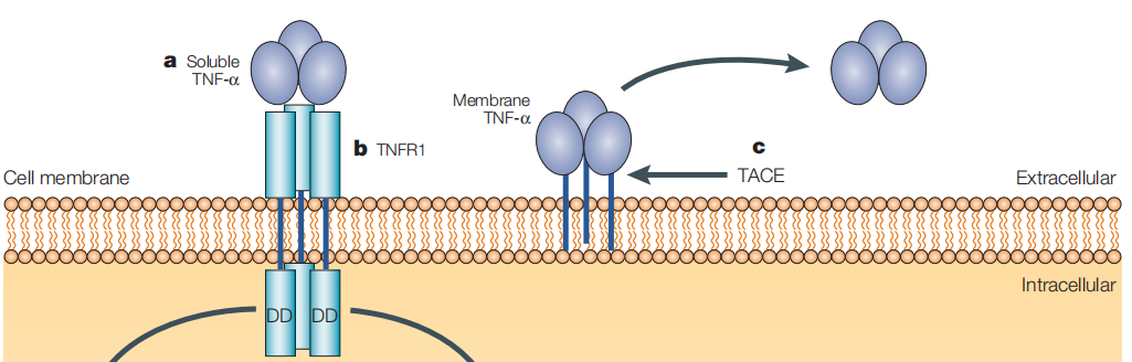 Key molecules on the surface of cytotoxic T-cells TNFa Key molecules on the surface of cytotoxic T-cells TNFa
