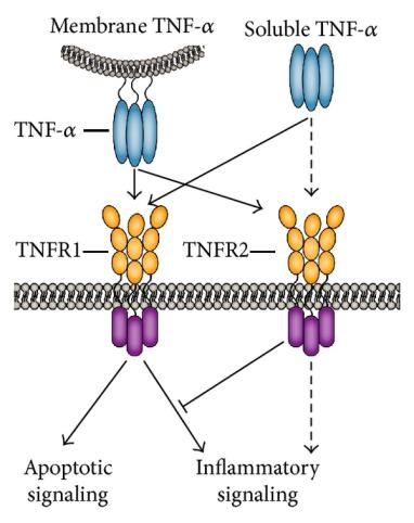 Key molecules on the surface of cytotoxic T-cells TNFa Key molecules on the surface of cytotoxic T-cells TNFa