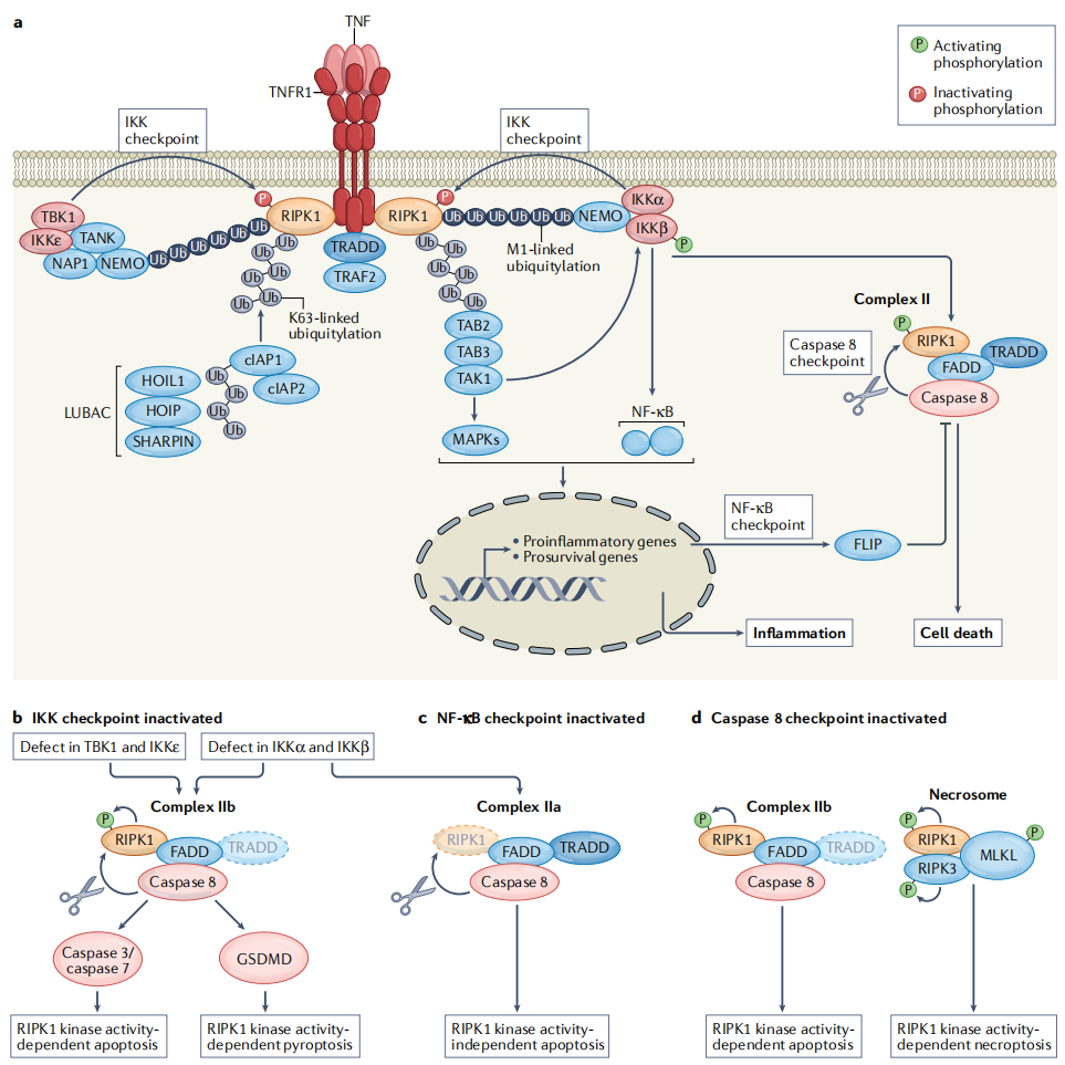 Key molecules on the surface of cytotoxic T-cells TNFa Key molecules on the surface of cytotoxic T-cells TNFa