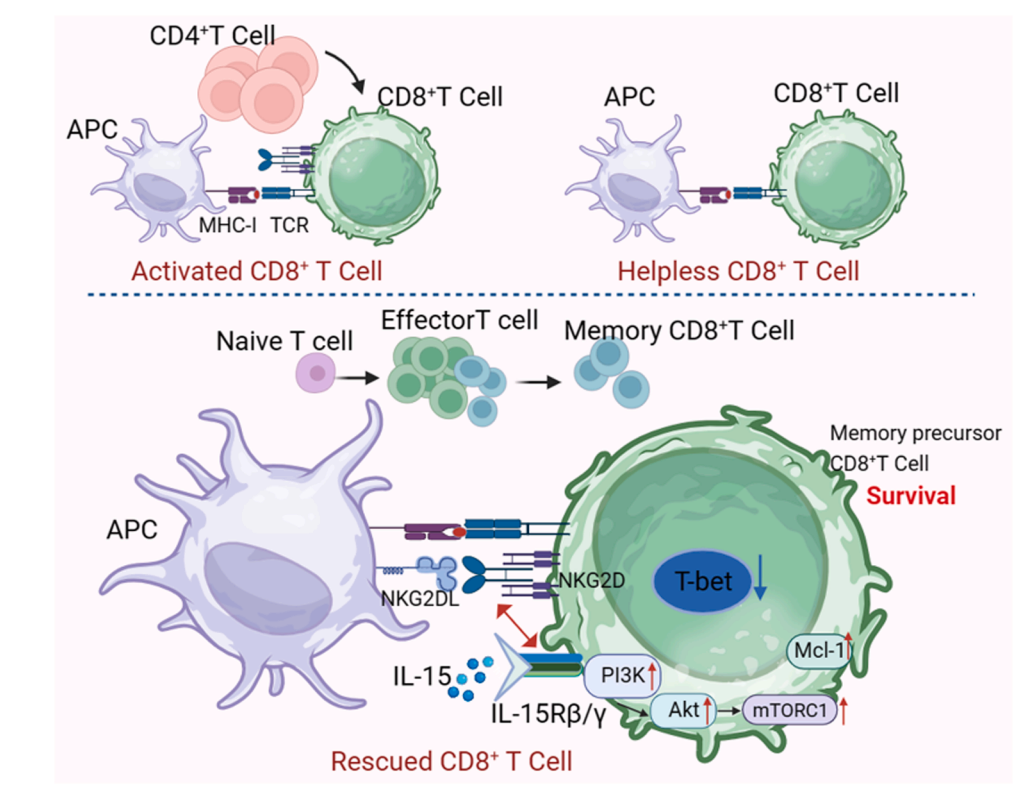 Killer cell activation receptor KLRK1