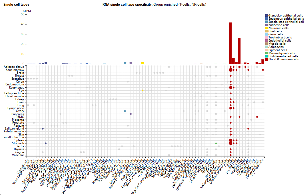 Killer cell activation receptor KLRK1