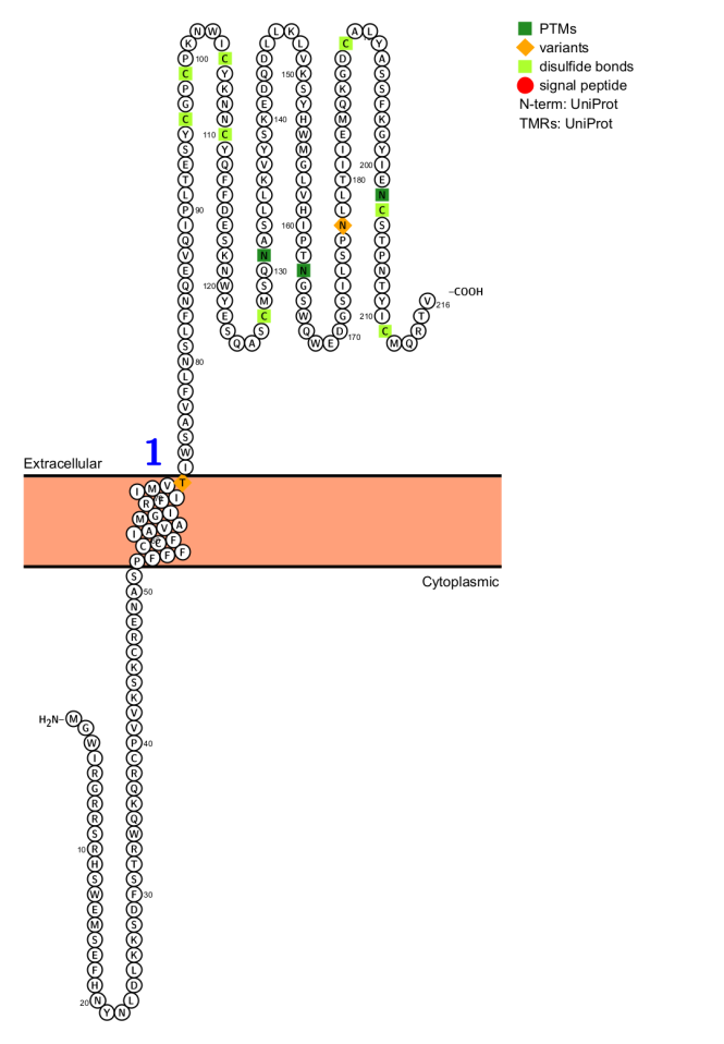 Killer cell activation receptor KLRK1