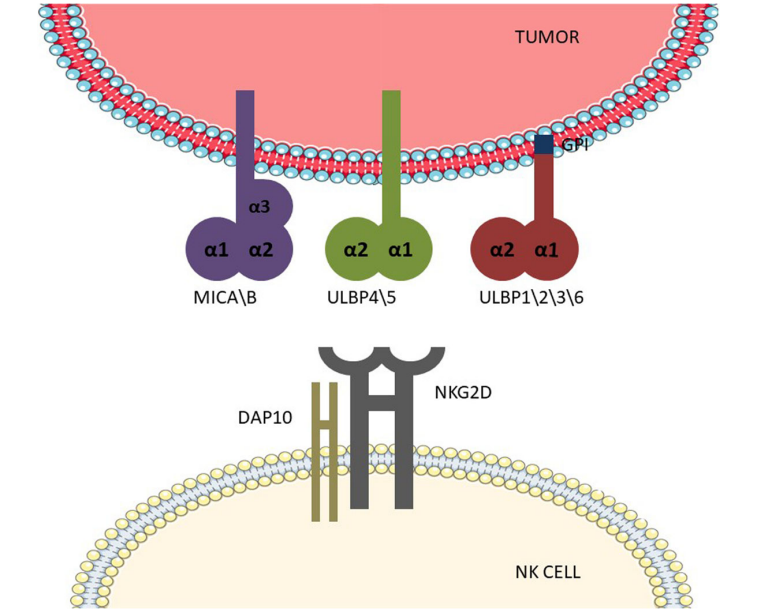 Killer cell activation receptor KLRK1