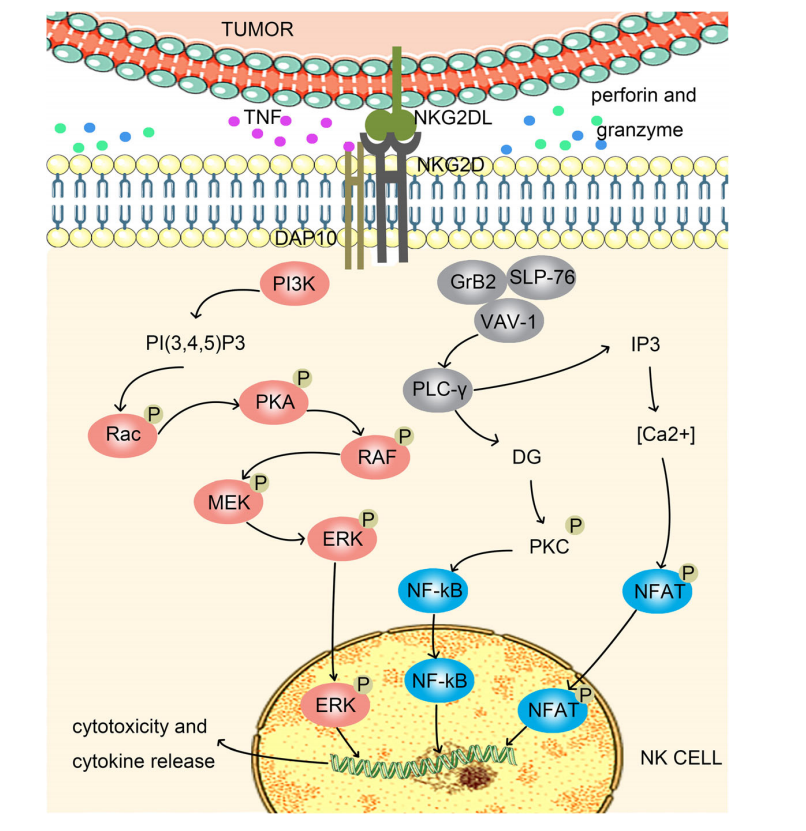 Killer cell activation receptor KLRK1