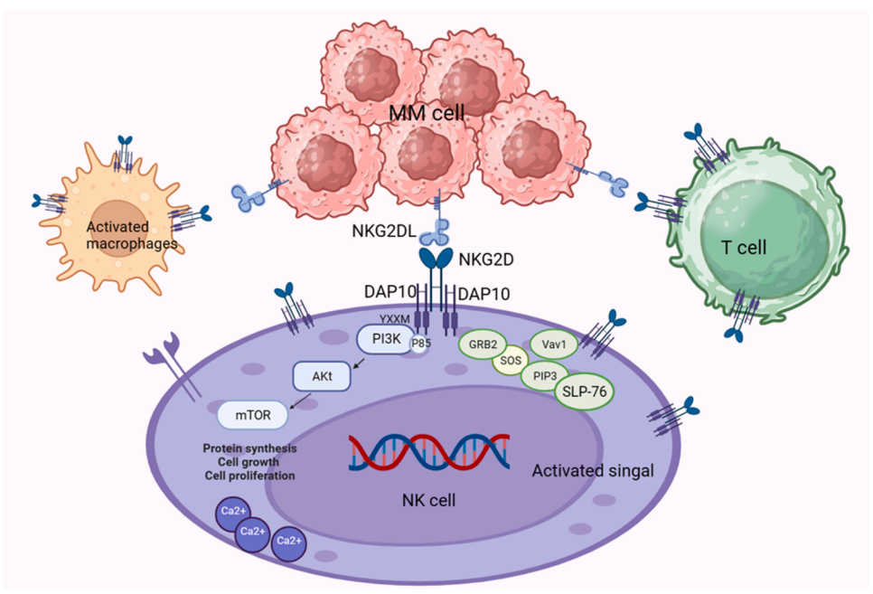 Killer cell activation receptor KLRK1