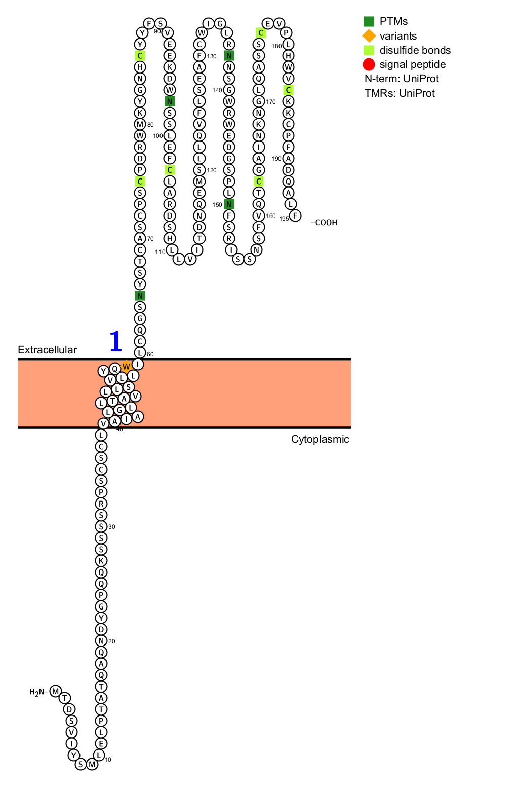 Killer cell lectin-like receptor KLRG1