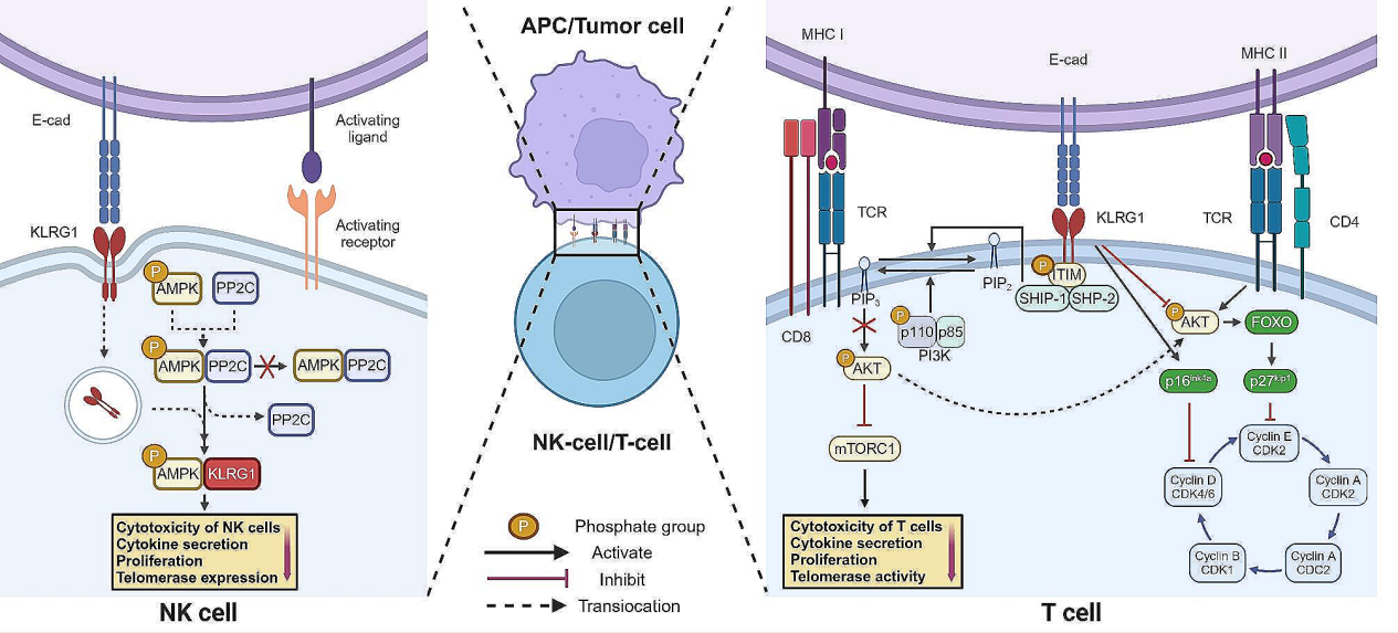 Killer cell lectin-like receptor KLRG1