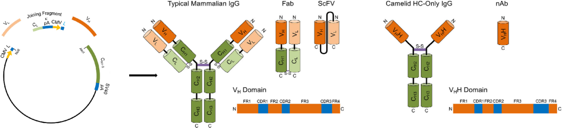 Known antibody sequence development again