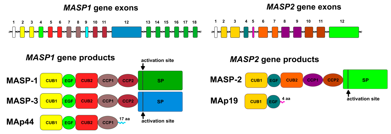 Lectin pathway related serine protease MASP