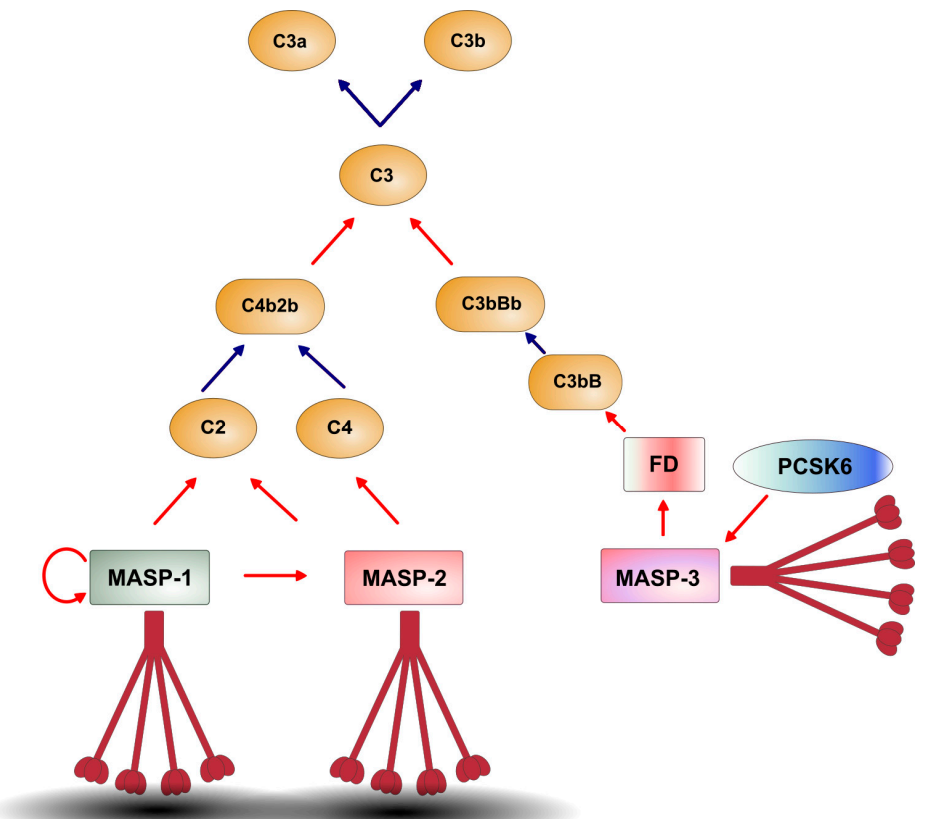 Lectin pathway related serine protease MASP