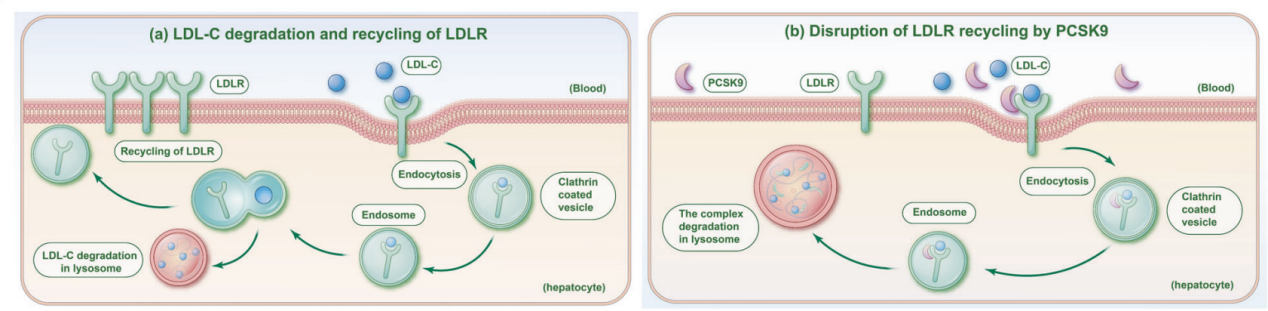 Lipid control protein PCSK9
