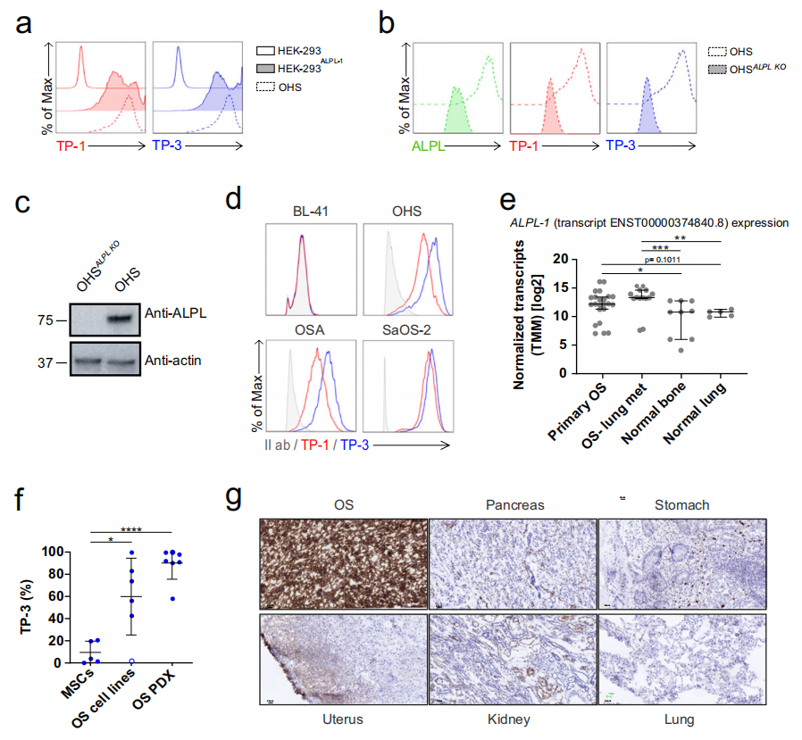 Literature share antibody sequences defined a new target for osteosarcoma CAR-T therapy Literature share antibody sequences defined a new target for osteosarcoma CAR-T therapy