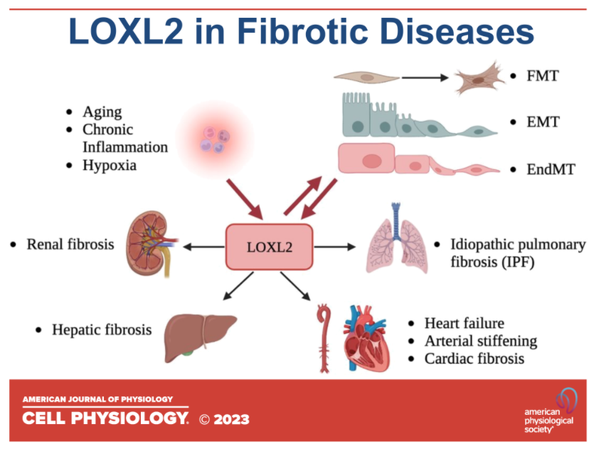 Lysyl oxidase like protein LOXL2