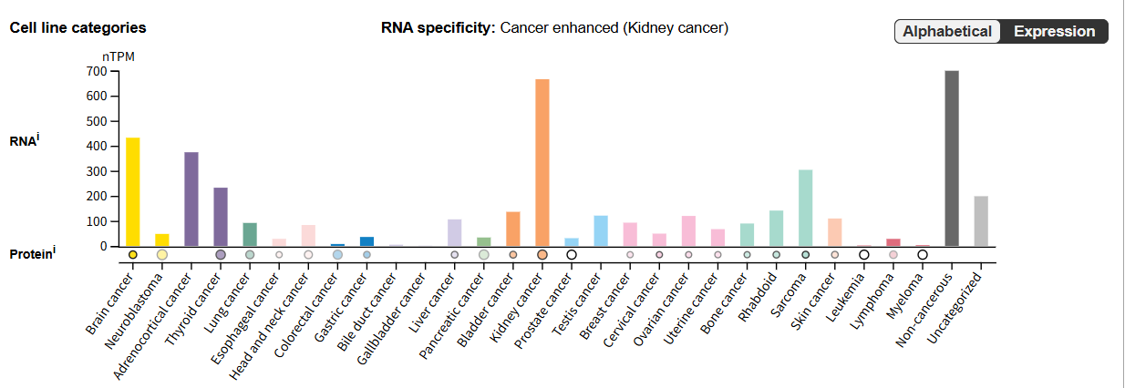 Lysyl oxidase like protein LOXL2