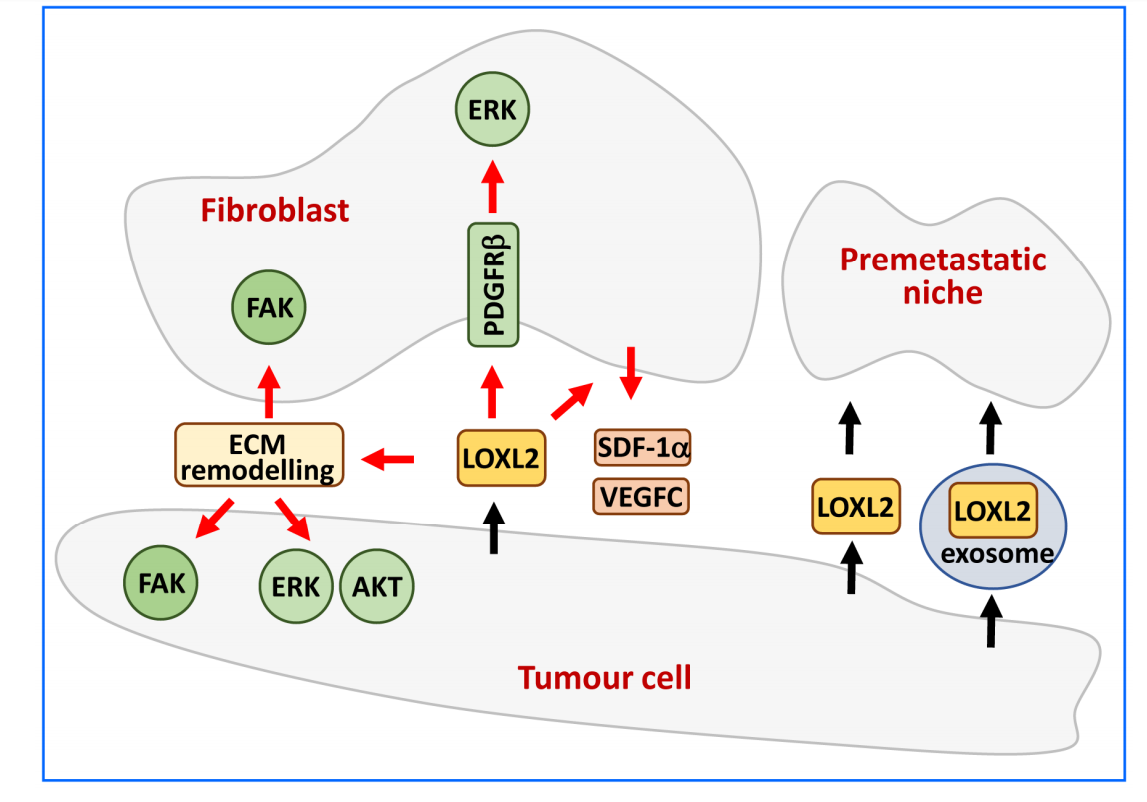 Lysyl oxidase like protein LOXL2
