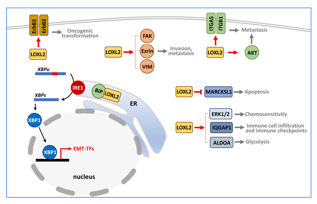 Lysyl oxidase like protein LOXL2
