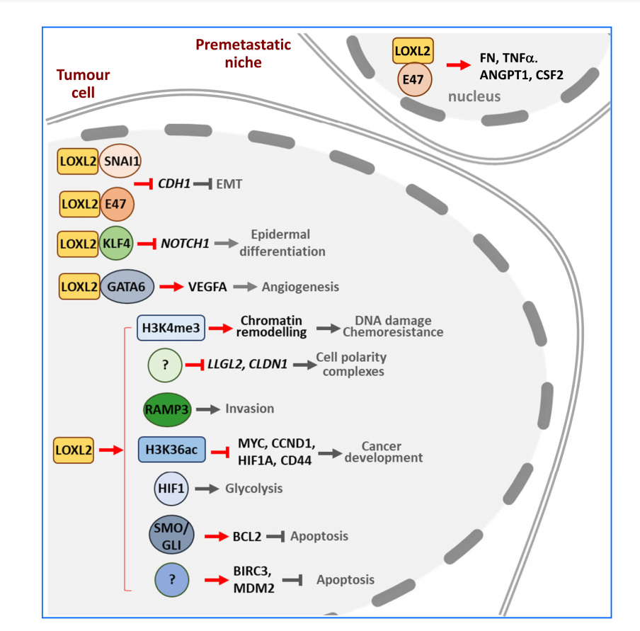 Lysyl oxidase like protein LOXL2