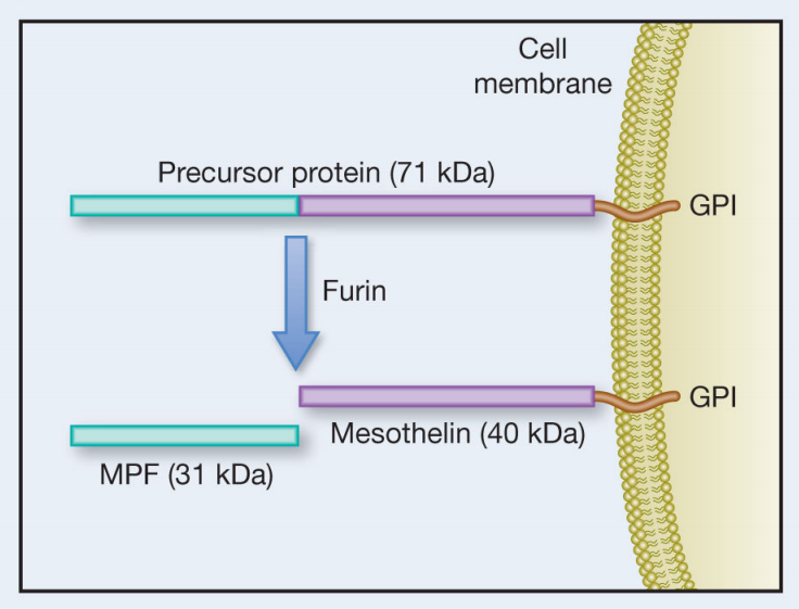 MSLN is the target of solid tumor treatment MSLN is the target of solid tumor treatment