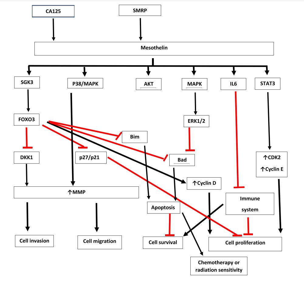 MSLN is the target of solid tumor treatment MSLN is the target of solid tumor treatment