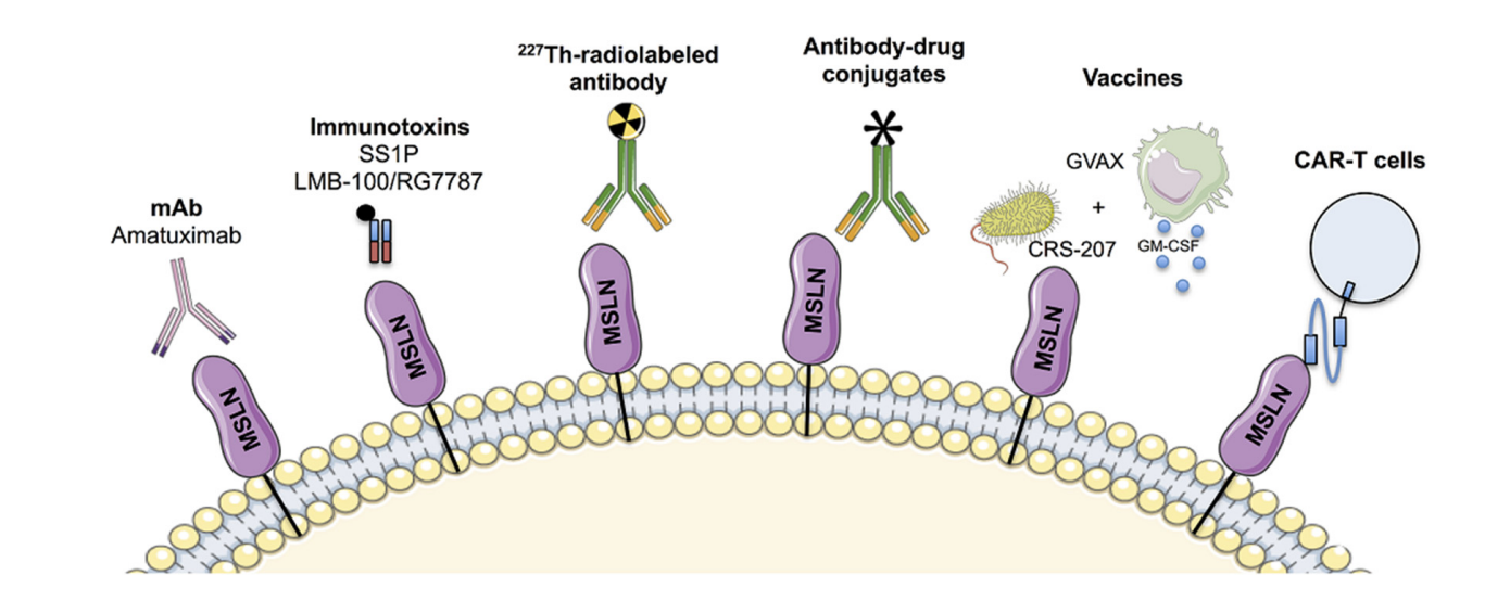 MSLN is the target of solid tumor treatment MSLN is the target of solid tumor treatment