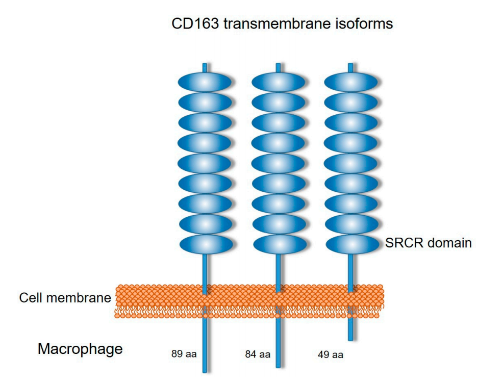 Macrophage activation marker CD163 Macrophage activation marker CD163