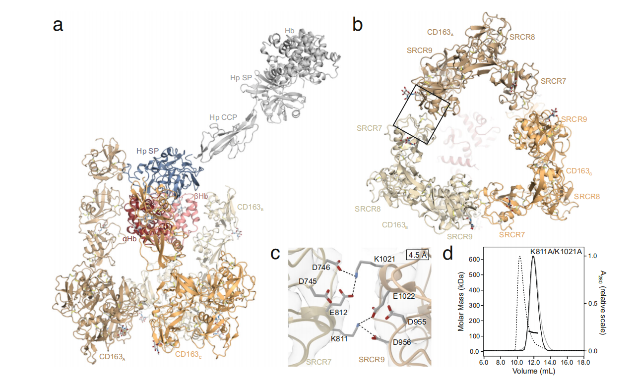 Macrophage activation marker CD163 Macrophage activation marker CD163