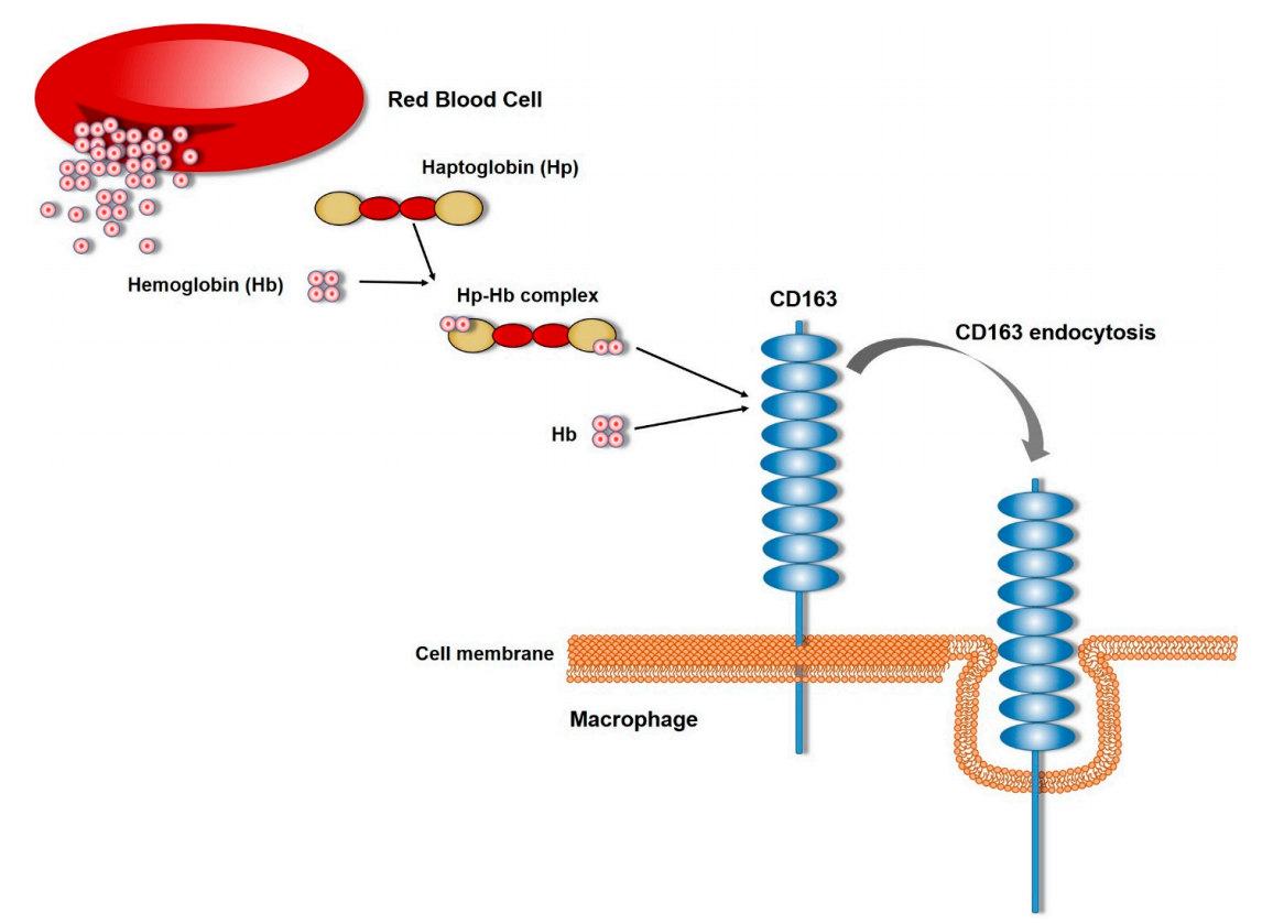 Macrophage activation marker CD163 Macrophage activation marker CD163