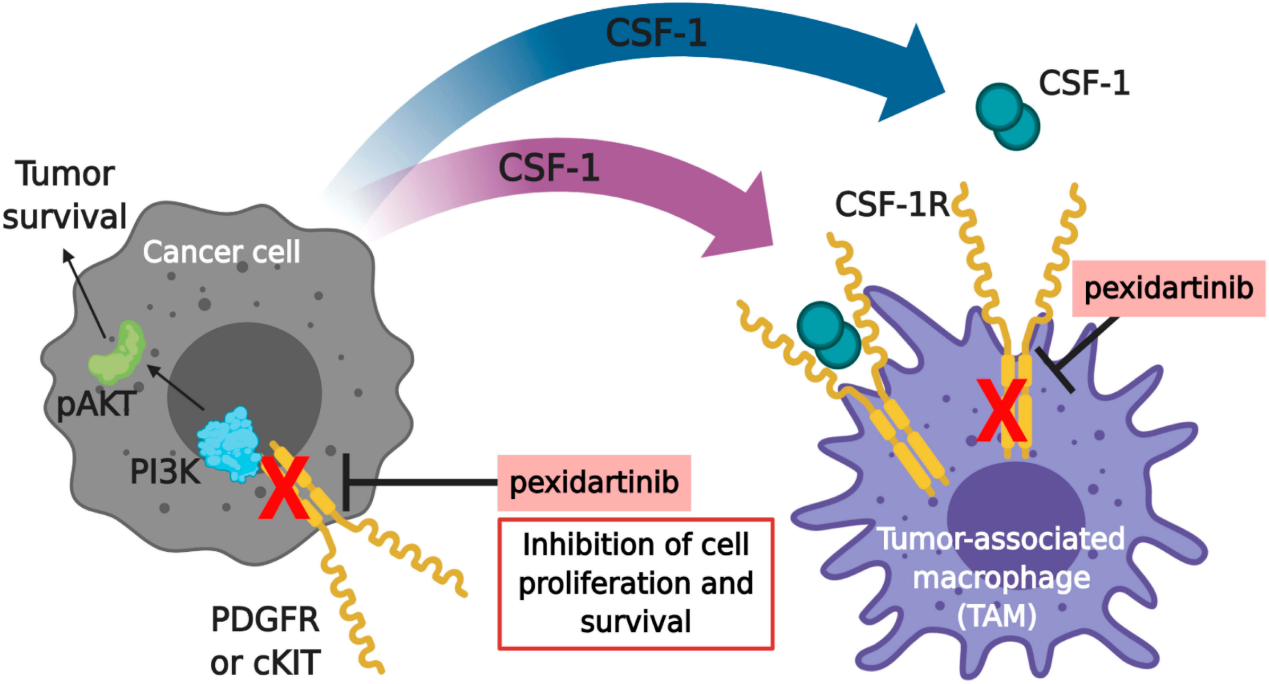 Macrophage colony stimulating factor 1 receptor CD115