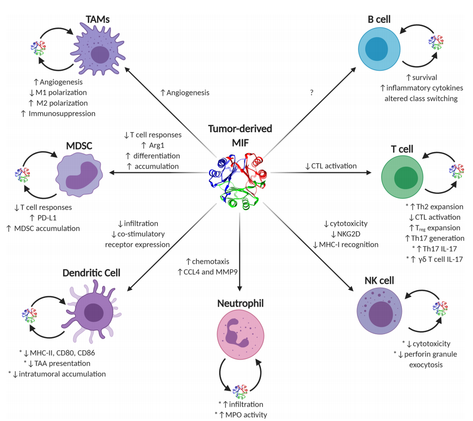 Macrophage migration inhibitor MIF