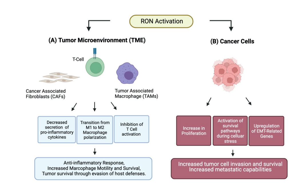 Macrophage stimulating protein receptor MST1R Macrophage stimulating protein receptor MST1R