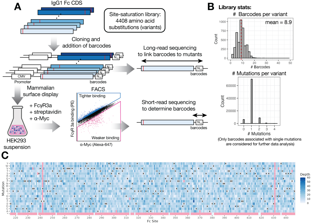 Mapping affinity and allostery in human IgG antibody Fc region-Fcγ ...