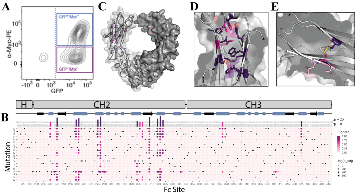 Mapping affinity and allostery in human IgG antibody Fc region-Fcγ ...