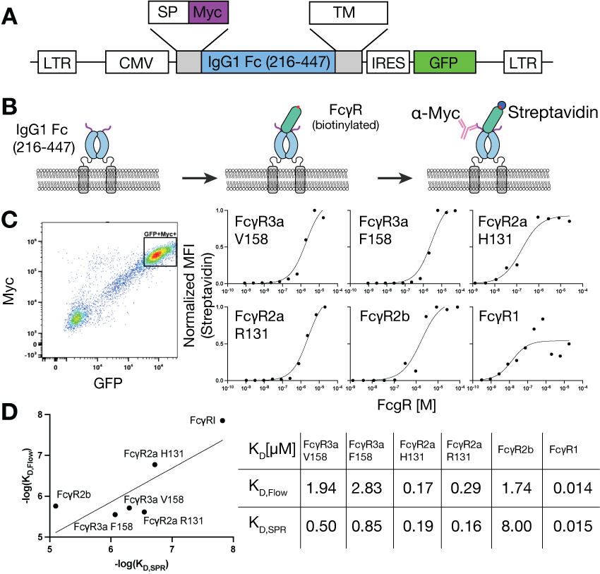 Mapping affinity and allostery in human IgG antibody Fc region-Fcγ receptor interactions Mapping affinity and allostery in human IgG antibody Fc region-Fcγ receptor interactions