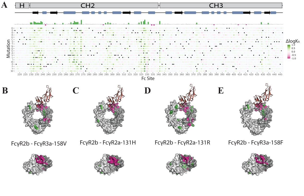 Mapping affinity and allostery in human IgG antibody Fc region-Fcγ receptor interactions Mapping affinity and allostery in human IgG antibody Fc region-Fcγ receptor interactions