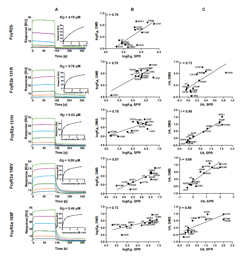 Mapping affinity and allostery in human IgG antibody Fc region-Fcγ receptor interactions Mapping affinity and allostery in human IgG antibody Fc region-Fcγ receptor interactions