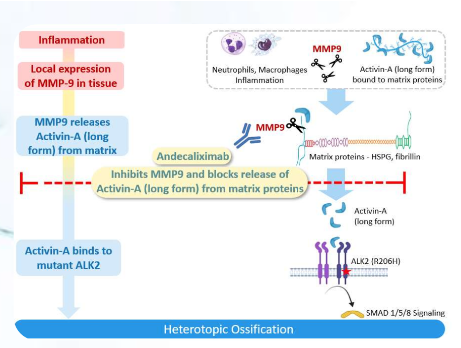 Matrix metalloproteinase MMP9 Matrix metalloproteinase MMP9
