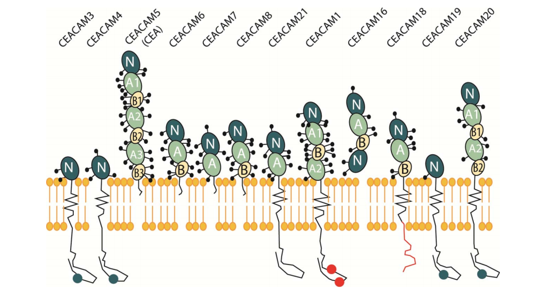Multifunctional cell adhesion and signaling molecule CEACAM6