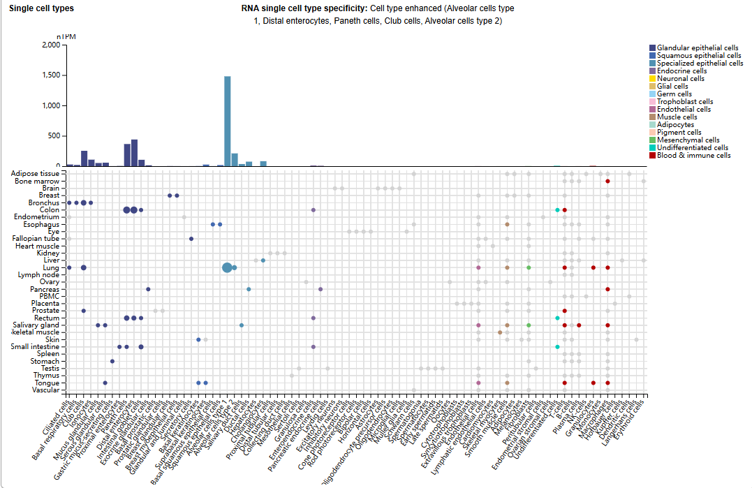 Multifunctional cell adhesion and signaling molecule CEACAM6