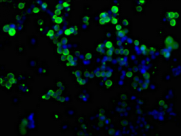 Myc Monoclonal antibody