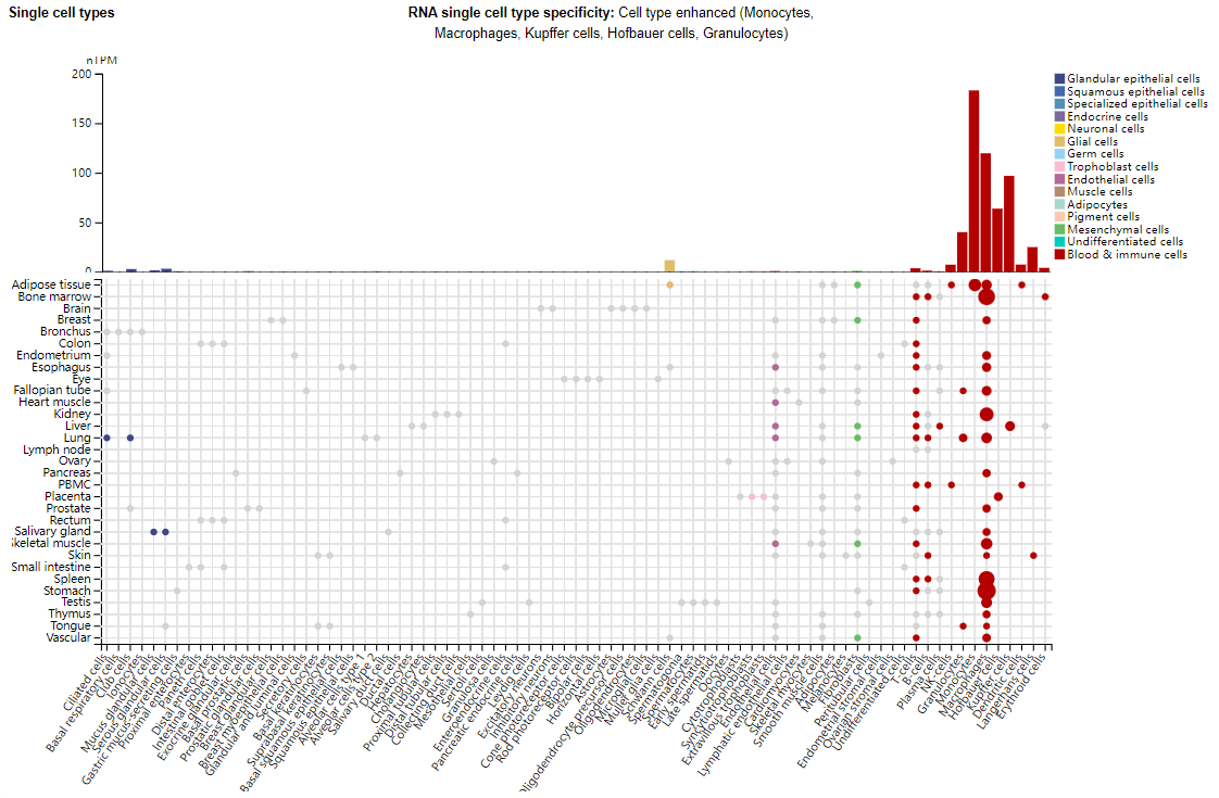 Myeloid inhibitory C-type lectin receptor CLEC12A Myeloid inhibitory C-type lectin receptor CLEC12A