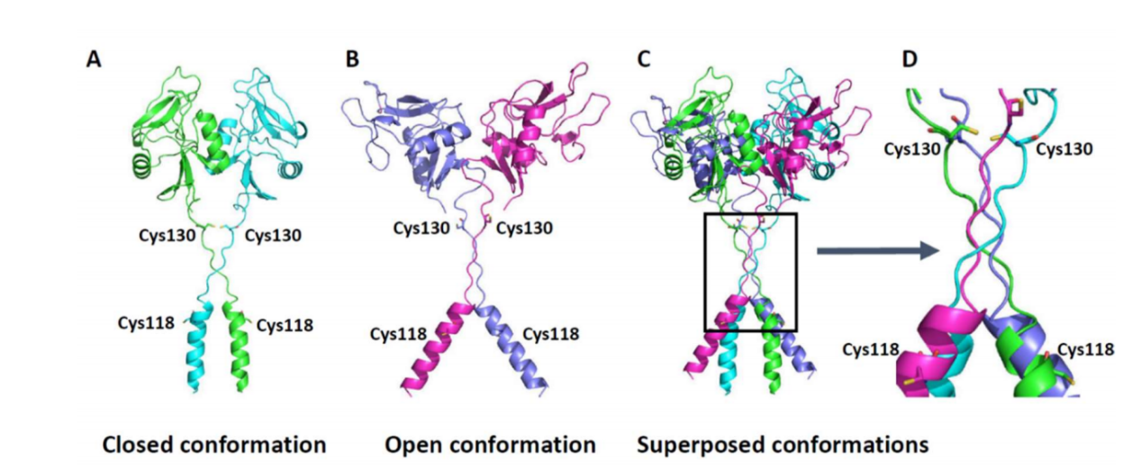 Myeloid inhibitory C-type lectin receptor CLEC12A Myeloid inhibitory C-type lectin receptor CLEC12A